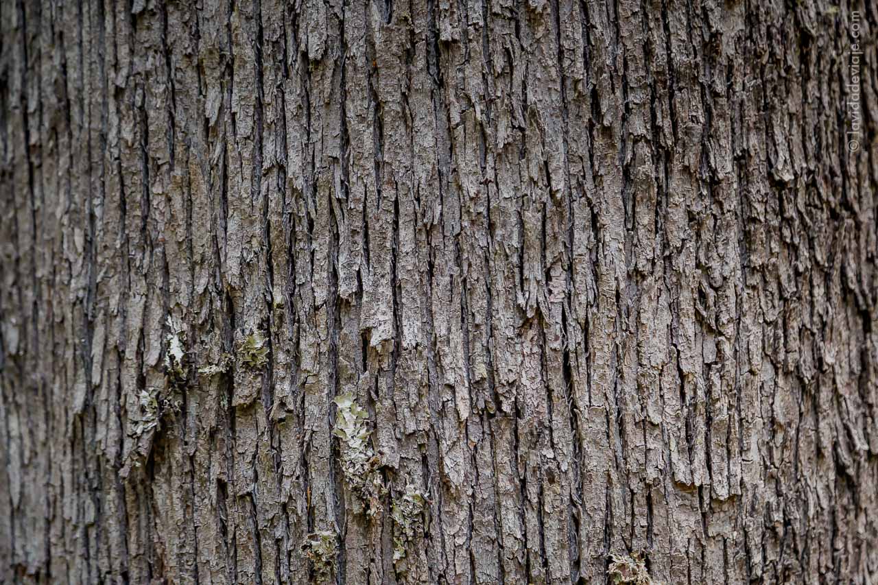 PN LANIN EN BICICLETA