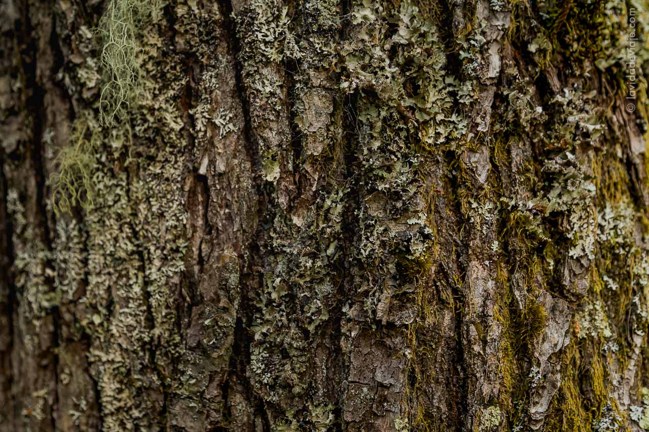 PN LANIN EN BICICLETA