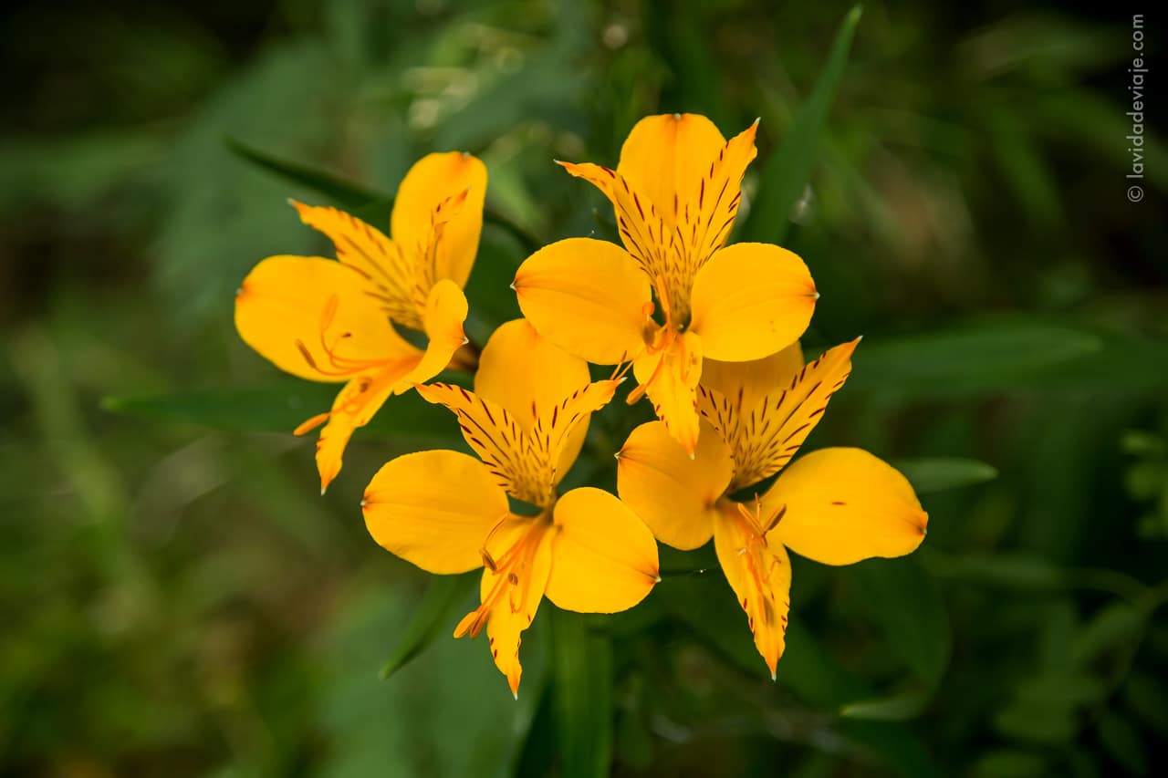 PN LANIN en bicicleta