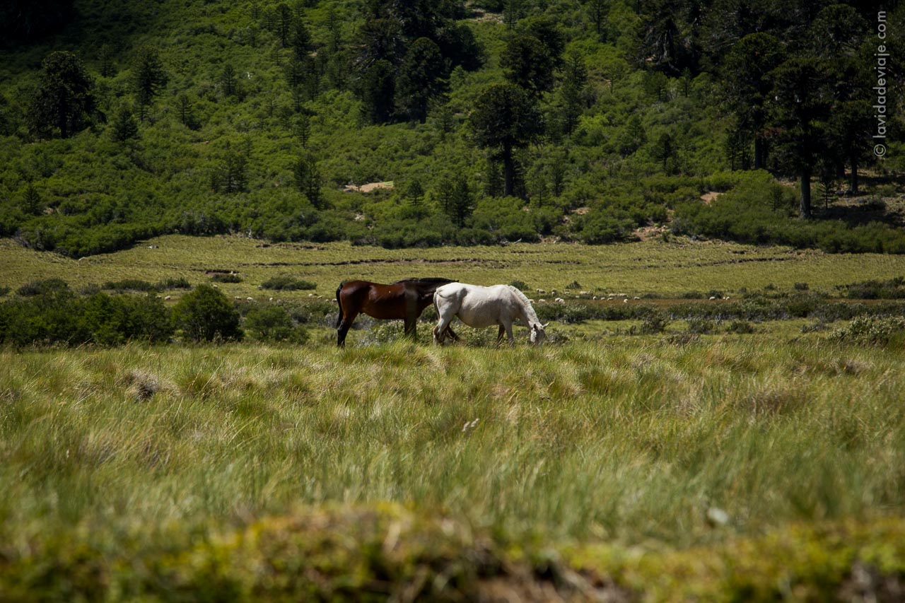 PN LANIN EN BICICLETA