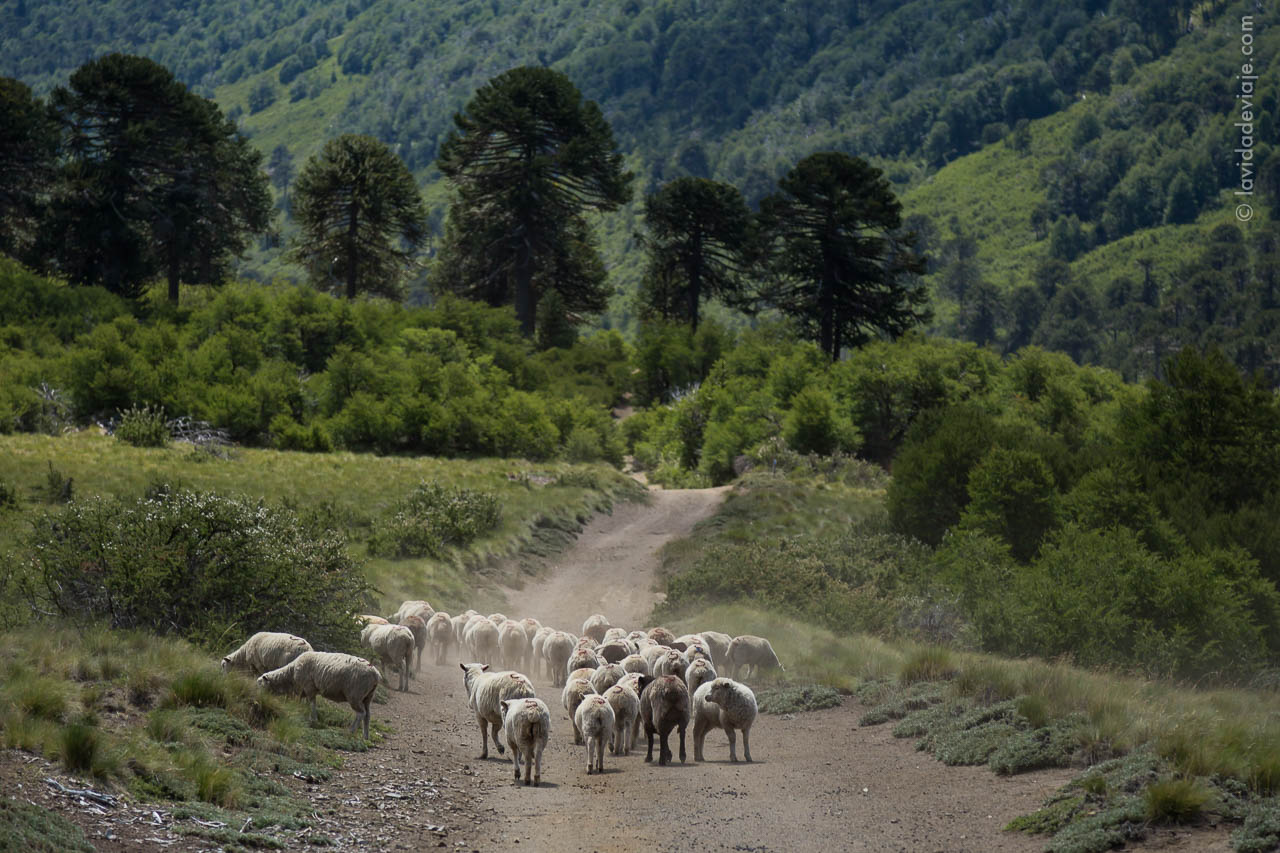 PN LANIN EN BICICLETA
